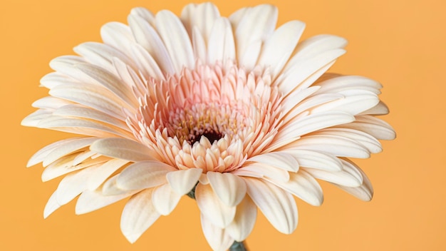 Free photo close-up of macro bloomed flower