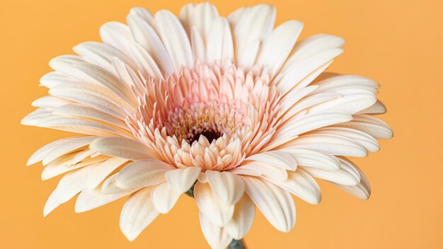 Close-up of macro bloomed flower