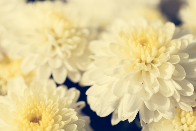 Close up macro flower