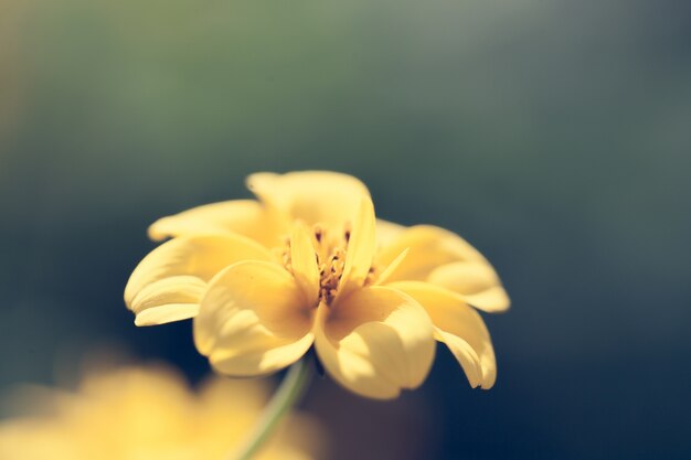 Close up macro flower