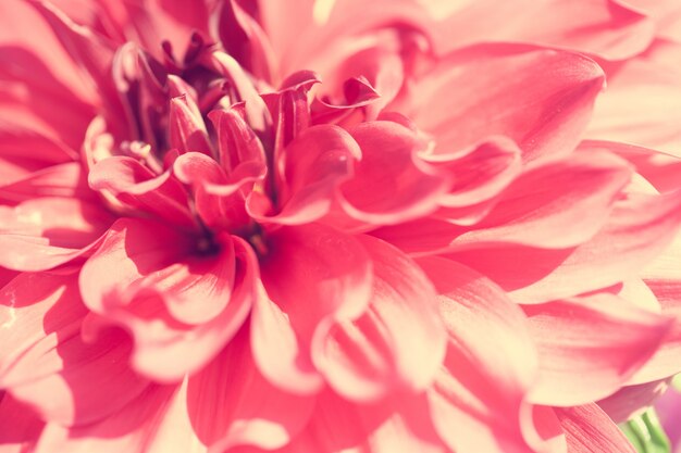 Close up macro flower