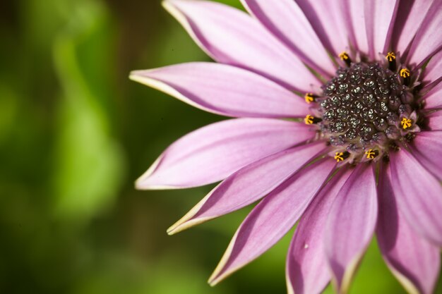 Close up macro flower