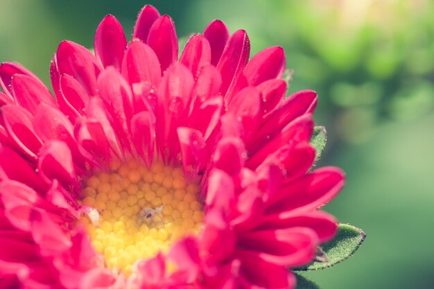 Close up macro flower