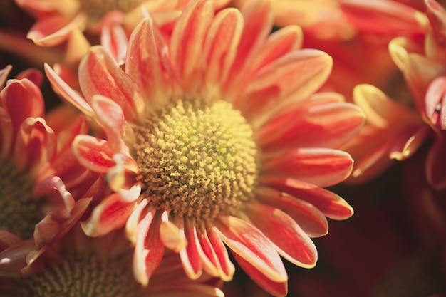 Close up macro flower