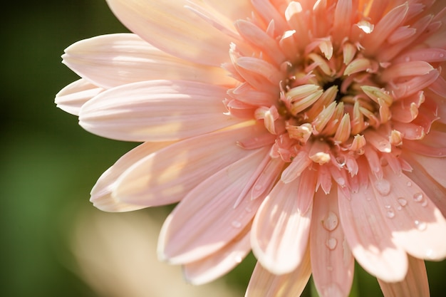 Close up macro flower