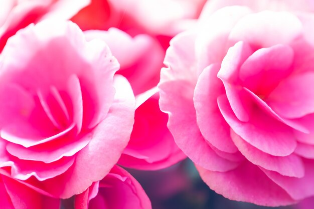 Close up macro flower