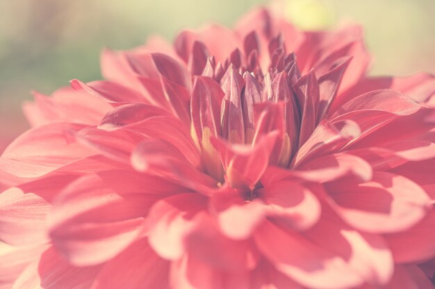 Close up macro flower