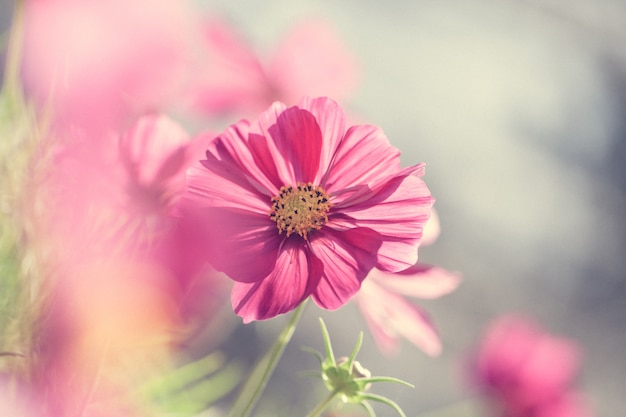 Close up macro flower