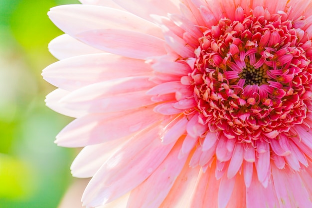 Close up macro flower