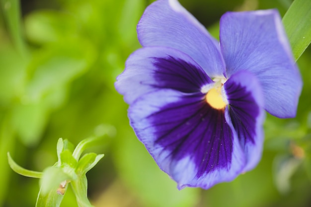 Close up macro flower