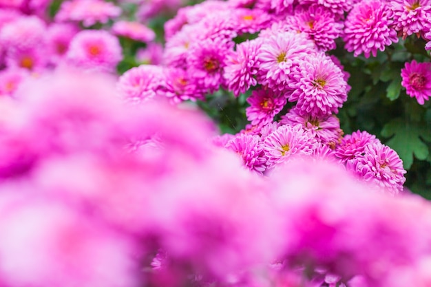 Close up macro flower