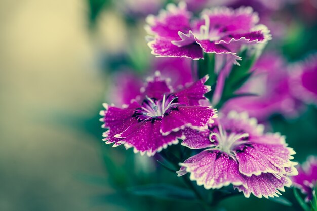 Close up macro flower