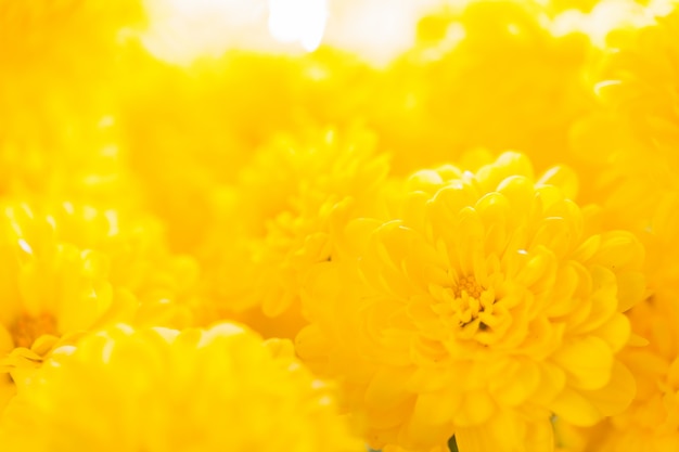 Close up macro flower