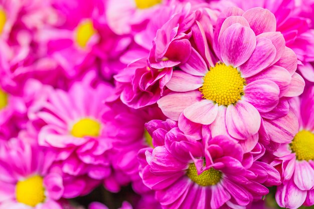 Close up macro flower