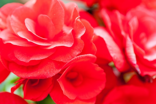 Close up macro flower