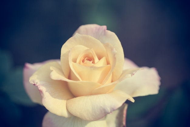 Close up macro flower