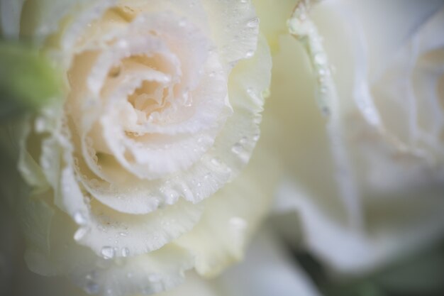 Close up macro flower