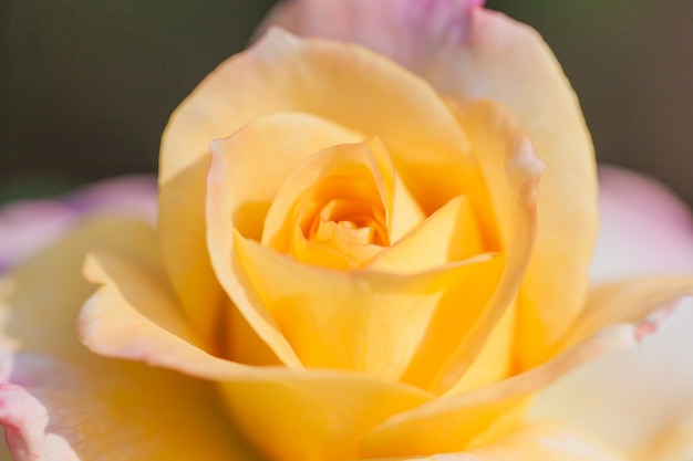 Close up macro flower