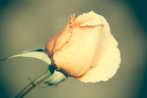 Close up macro flower