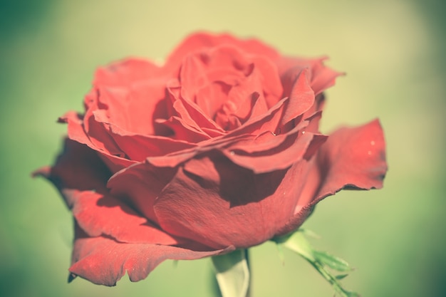 Free photo close up macro flower