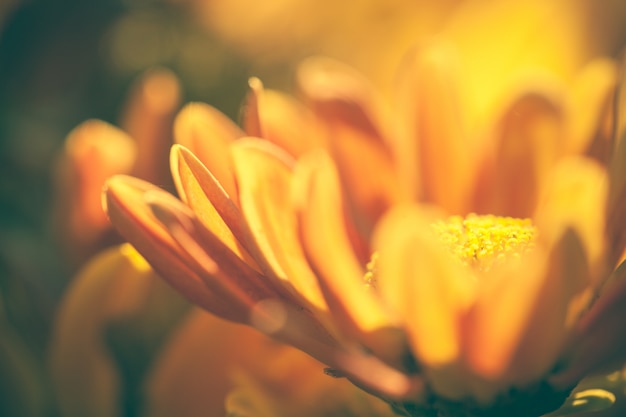 Close up macro flower