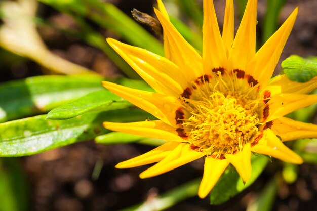 Close up macro flower