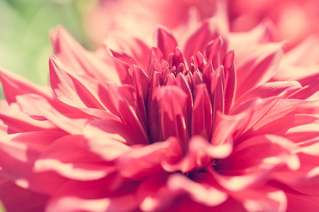 Close up macro flower