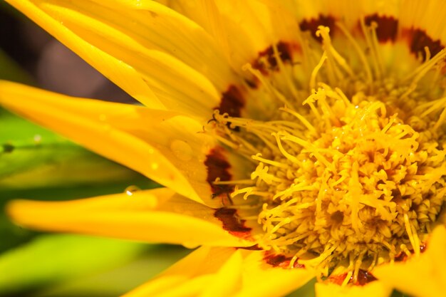 Close up macro flower