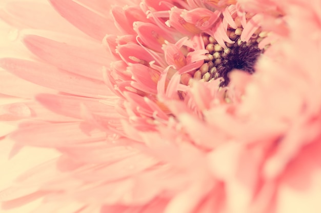 Close up macro flower