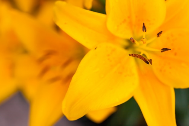 Close up macro flower