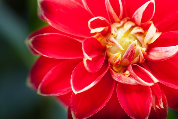 Close up macro flower