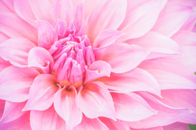 Close up macro flower