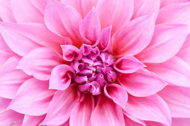 Close up macro flower