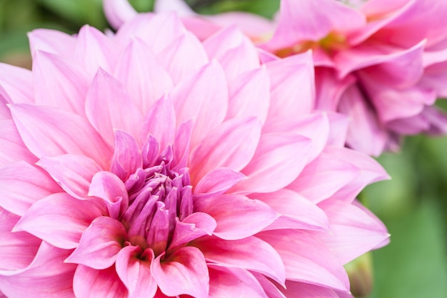 Close up macro flower