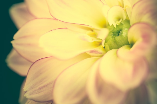 Close up macro flower