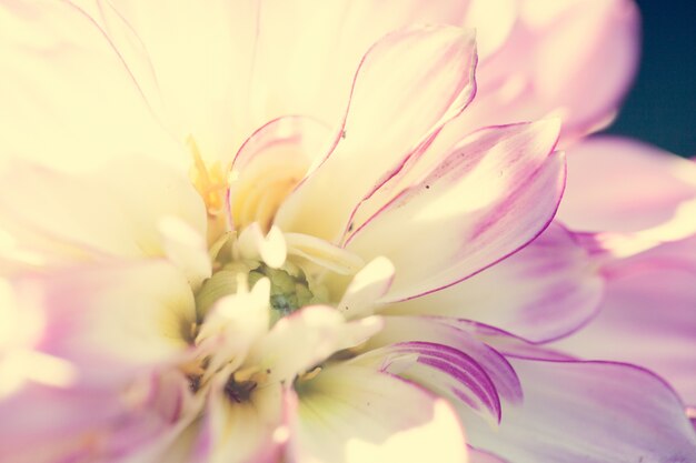 Close up macro flower