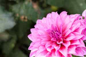 Free photo close up macro flower