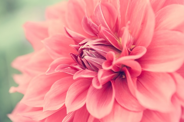 Close up macro flower