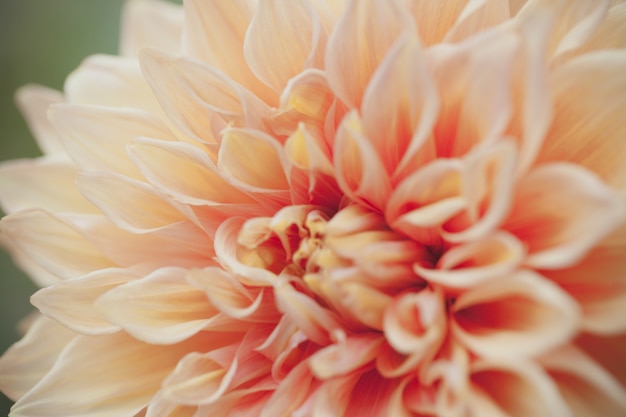 Close up macro flower