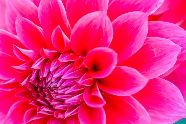 Close up macro flower