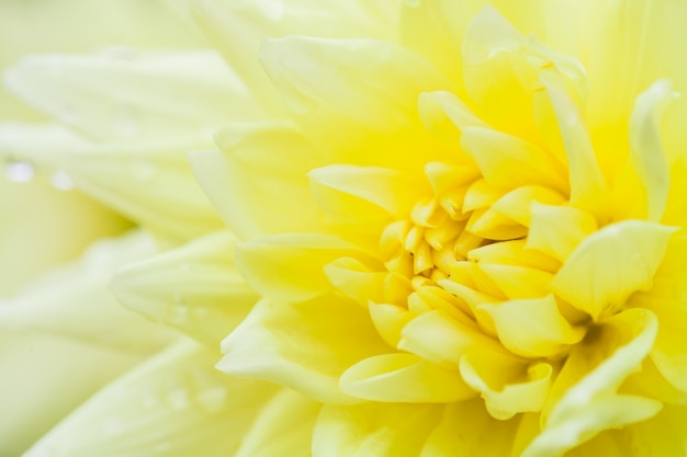 Close up macro flower