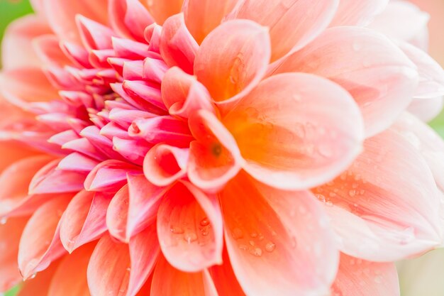 Close up macro flower