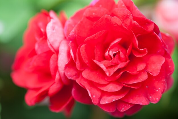 Close up macro flower