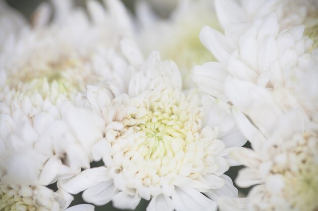 Close up macro flower