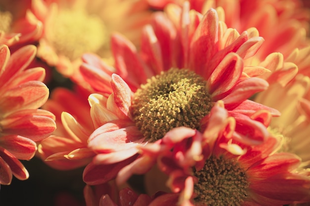 Free photo close up macro flower