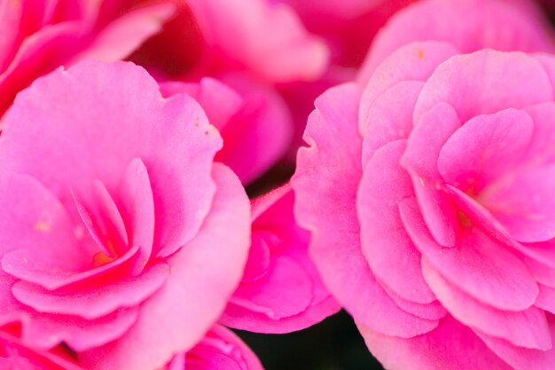 Close up macro flower