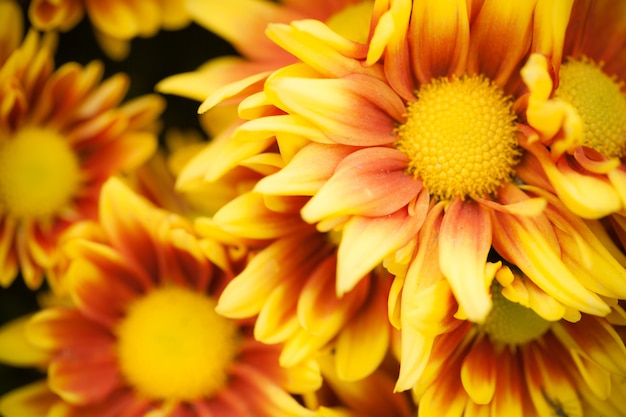 Close up macro flower