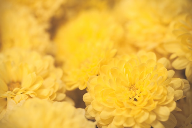 Close up macro flower