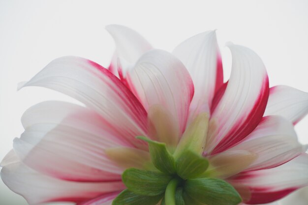 Close up macro flower