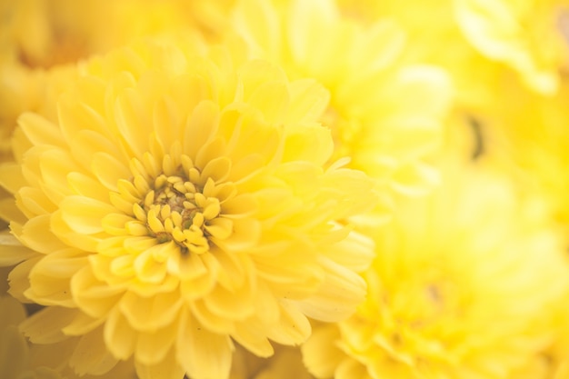 Close up macro flower